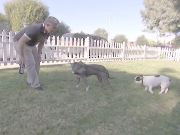 O Encantador de Cães - Hardy- atacado com amor