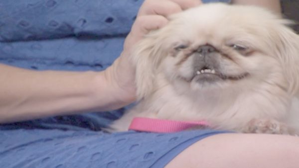 O Encantador de Cães - Por dentro dos Puppy Mills