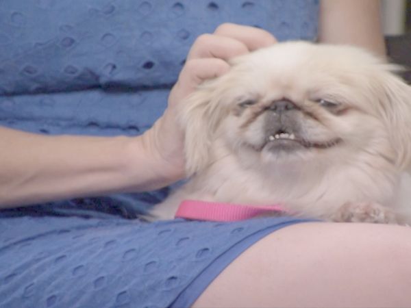 O Encantador de Cães - Por dentro dos Puppy Mills