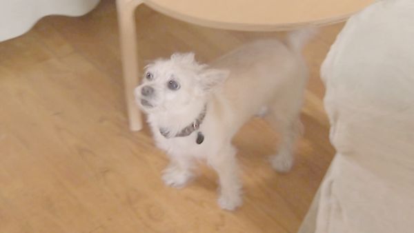 O Encantador de Cães - Stanley, Shoven & Leo