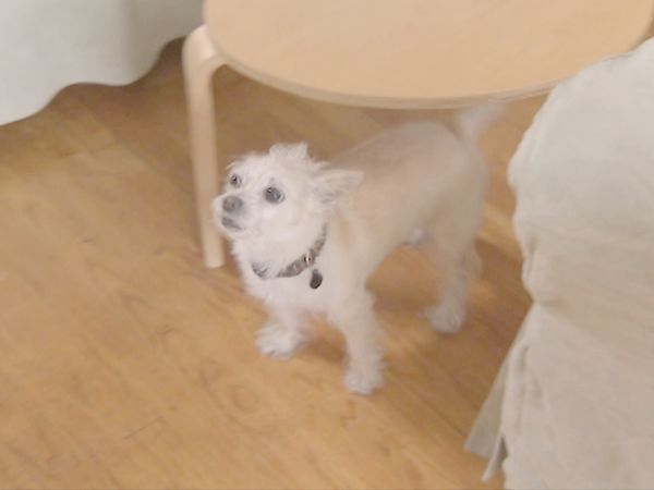 O Encantador de Cães - Stanley, Shoven & Leo