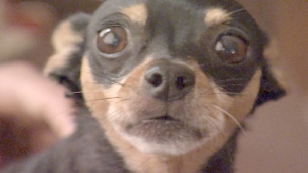 O Encantador de Cães - Cachorros loucos: (Mafia, Jack e Raspberry, Grady, Boo e Khia)