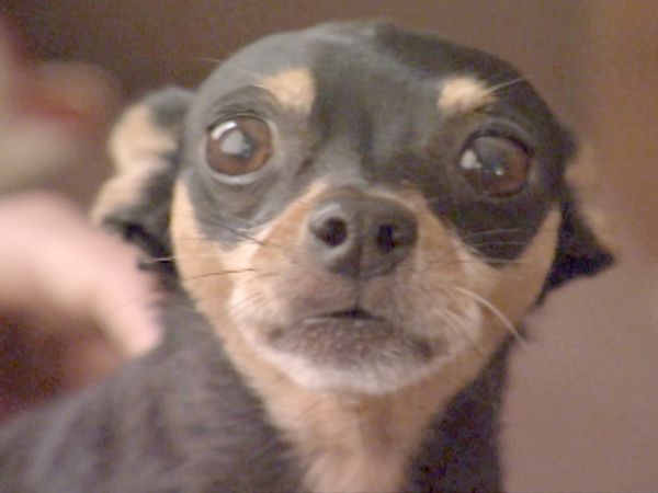O Encantador de Cães - Cachorros loucos: (Mafia, Jack e Raspberry, Grady, Boo e Khia)