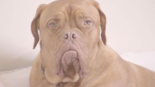 O Encantador de Cães - O encantador de Cães: Abaixo do Especial 1
