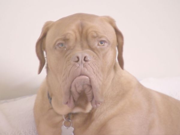 O Encantador de Cães - O encantador de Cães: Abaixo do Especial 1