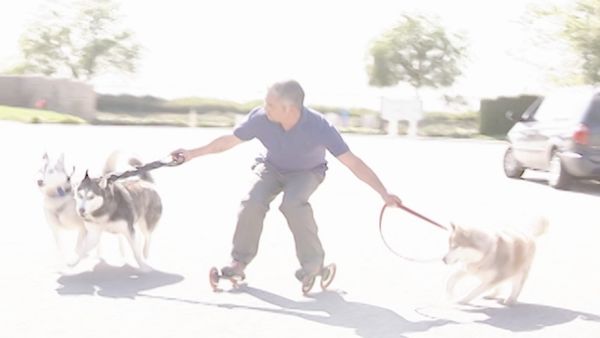 O Encantador de Cães - Cães domésticos desesperados