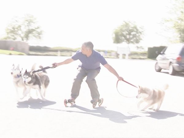 O Encantador de Cães - Cães domésticos desesperados