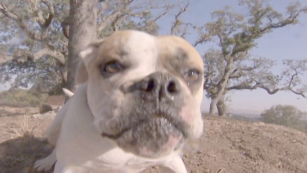 O Encantador de Cães - Bella