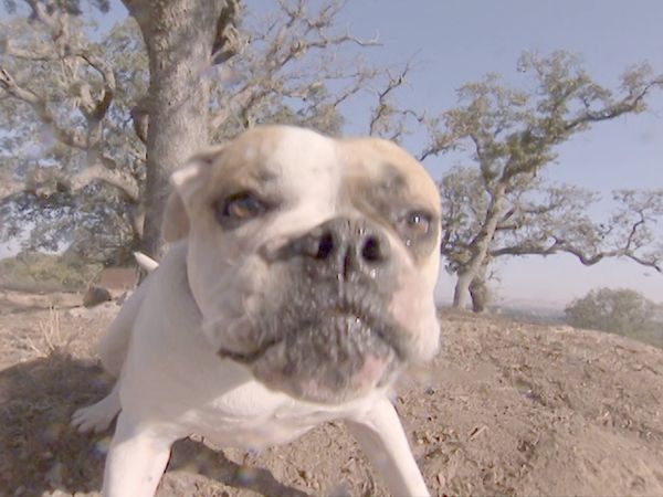 O Encantador de Cães - Bella
