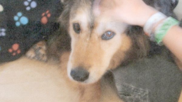 O Encantador de Cães - Buster, Holli e Spike & Belle