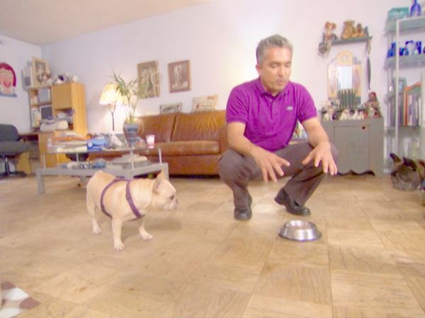 O Encantador de Cães - Tori, Cassie, & Skyler e Tallulah, Bella, Boris & Groucho e Howie