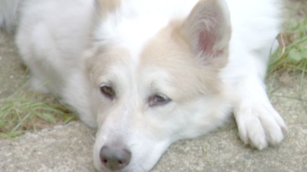 O Encantador de Cães - Molly, Jane e Genoa