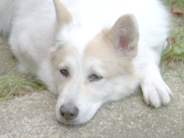 O Encantador de Cães - Molly, Jane e Genoa