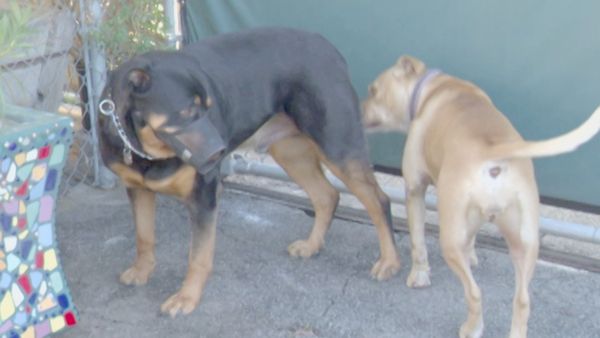 O Encantador de Cães - Titan, Candy e Bella