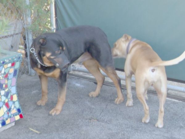 O Encantador de Cães - Titan, Candy e Bella