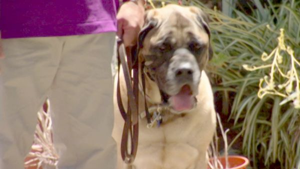 O Encantador de Cães - Dasher, Riley e Fosse