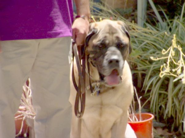 O Encantador de Cães - Dasher, Riley e Fosse