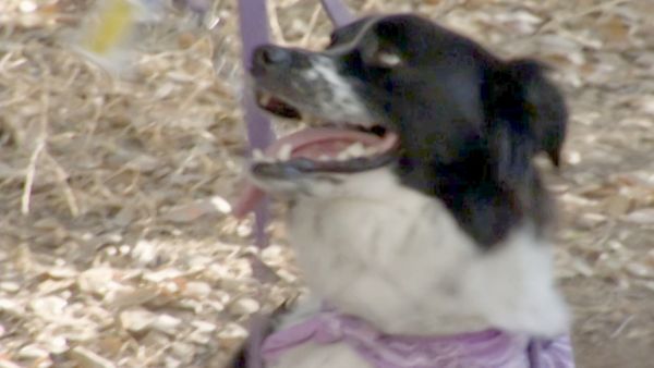 O Encantador de Cães - Maya, Sara e Lilly