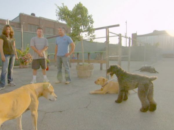 O Encantador de Cães - Bodhi, Maggie & Molly, and Bojo