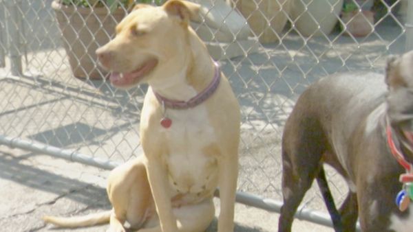 O Encantador de Cães - Bella e Big Boy e Gracie