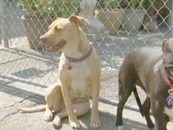 O Encantador de Cães - Bella e Big Boy e Gracie