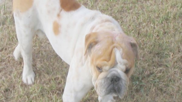 O Encantador de Cães - Wilshire e Butch