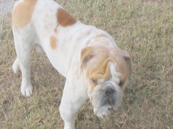 O Encantador de Cães - Wilshire e Butch