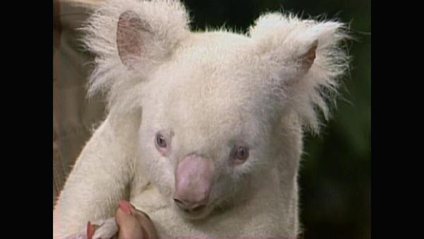 Johnny Carson - The Johnny Carson Show: Animal Antics With Joan Embery (8/25/87)