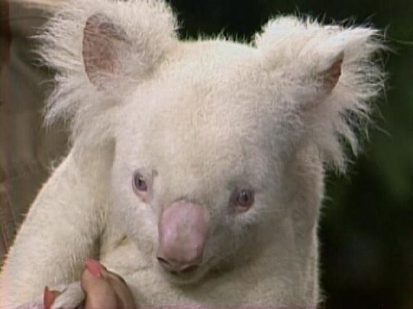Johnny Carson - The Johnny Carson Show: Animal Antics With Joan Embery (8/25/87)