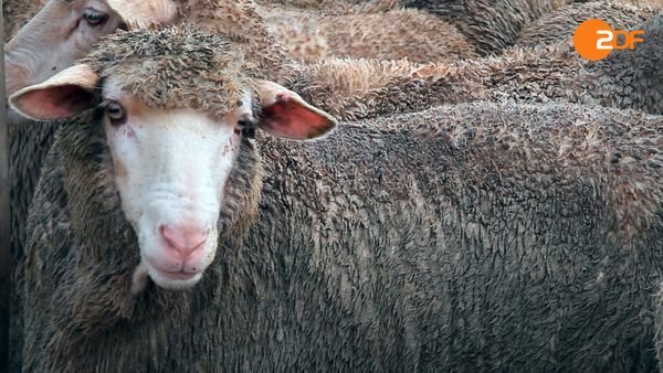 Tiere, die Geschichte schrieben - Bekleidung