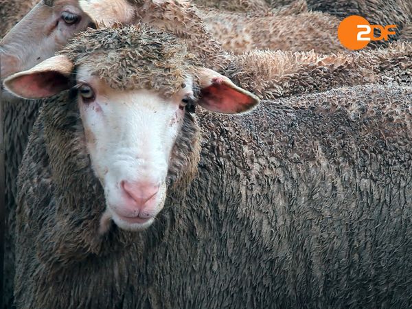 Tiere, die Geschichte schrieben - Bekleidung