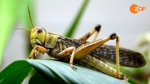 Tiere, die Geschichte schrieben - Krankheiten