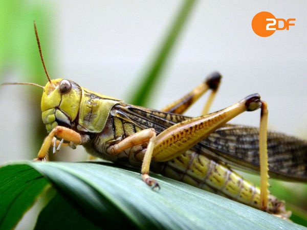 Tiere, die Geschichte schrieben - Krankheiten
