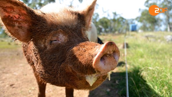 Tiere, die Geschichte schrieben - Nahrung