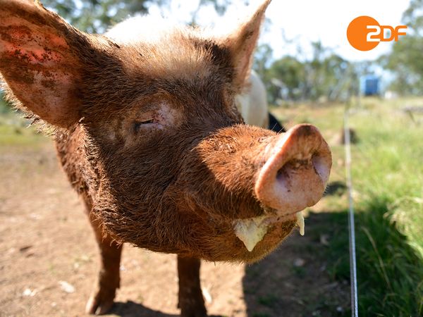 Tiere, die Geschichte schrieben - Nahrung