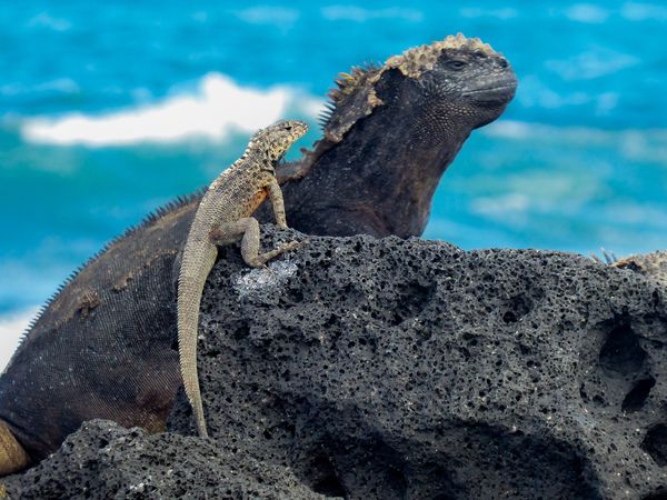 My Family and The Galapagos - Episode 3