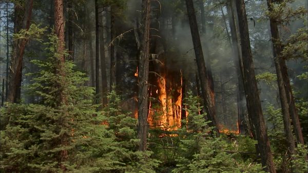 Risk Takers - Forest Firefighters