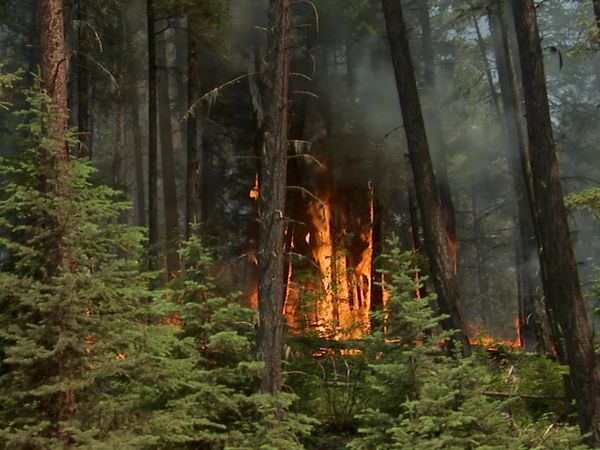 Risk Takers - Forest Firefighters