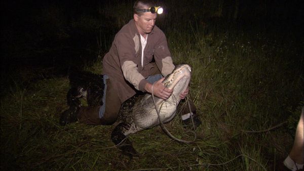 Risk Takers - Alligator Trappers
