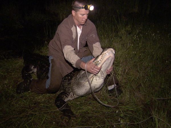 Risk Takers - Alligator Trappers