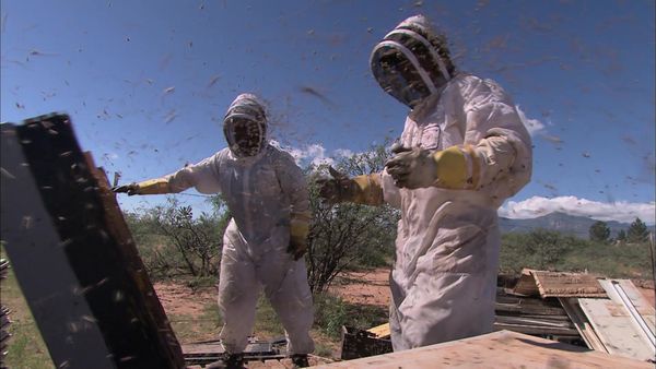 Risk Takers - The Killer Bee Removal Specialist