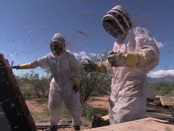 Risk Takers - The Killer Bee Removal Specialist