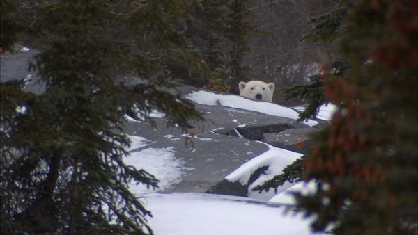 Risk Takers - The Polar Bear Alert Program