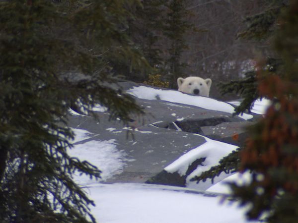 Risk Takers - The Polar Bear Alert Program
