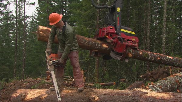 Risk Takers - Loggers
