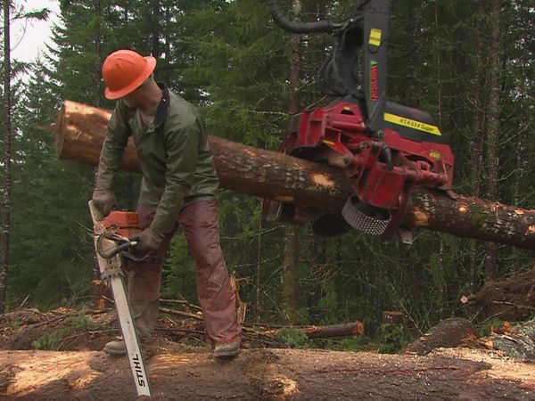Risk Takers - Loggers