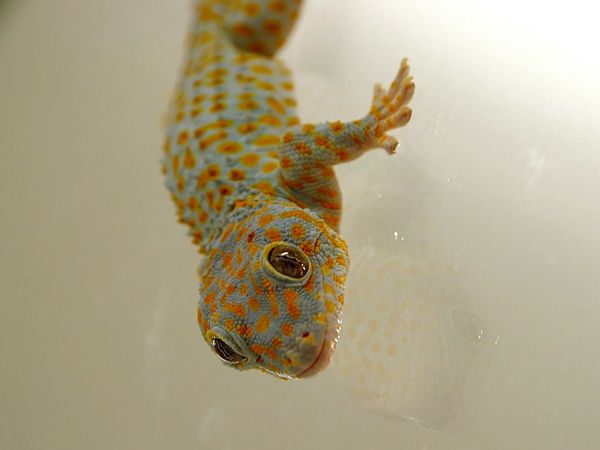 La naturaleza lo hace mejor - Sticky Tech