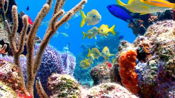 La naturaleza lo hace mejor - Under Sea Inspiration