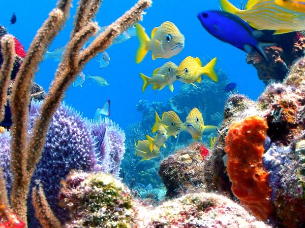 La naturaleza lo hace mejor - Under Sea Inspiration