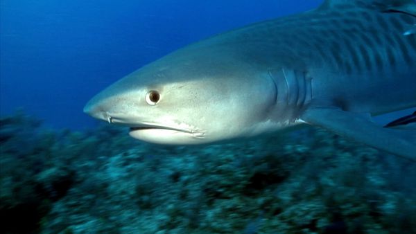 La naturaleza lo hace mejor - Sharks